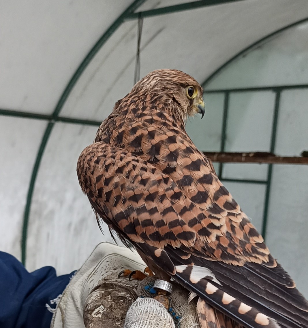 Уральское управление Росприроднадзора продолжает проверку «Центра по мониторингу и реабилитации хищных птиц «Холзан»
