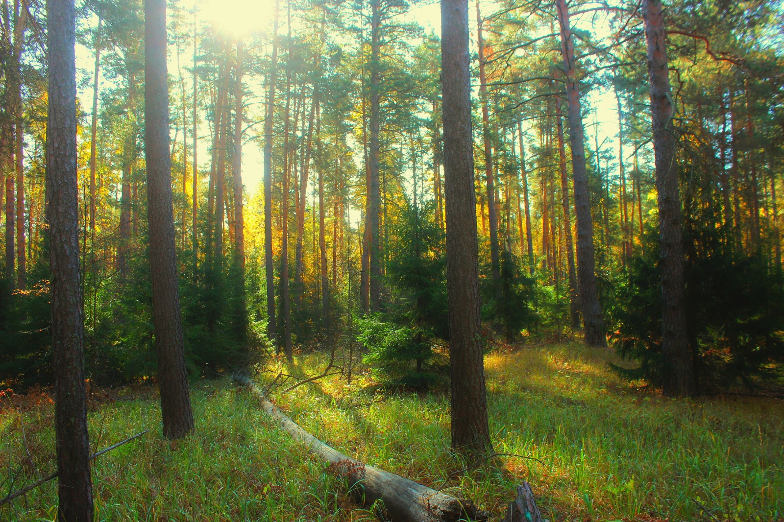 Дорогие друзья! От имени Волжско-Камского межрегионального управления Росприроднадзора поздравляем вас с Днём эколога и Всемирным днём окружающей среды!