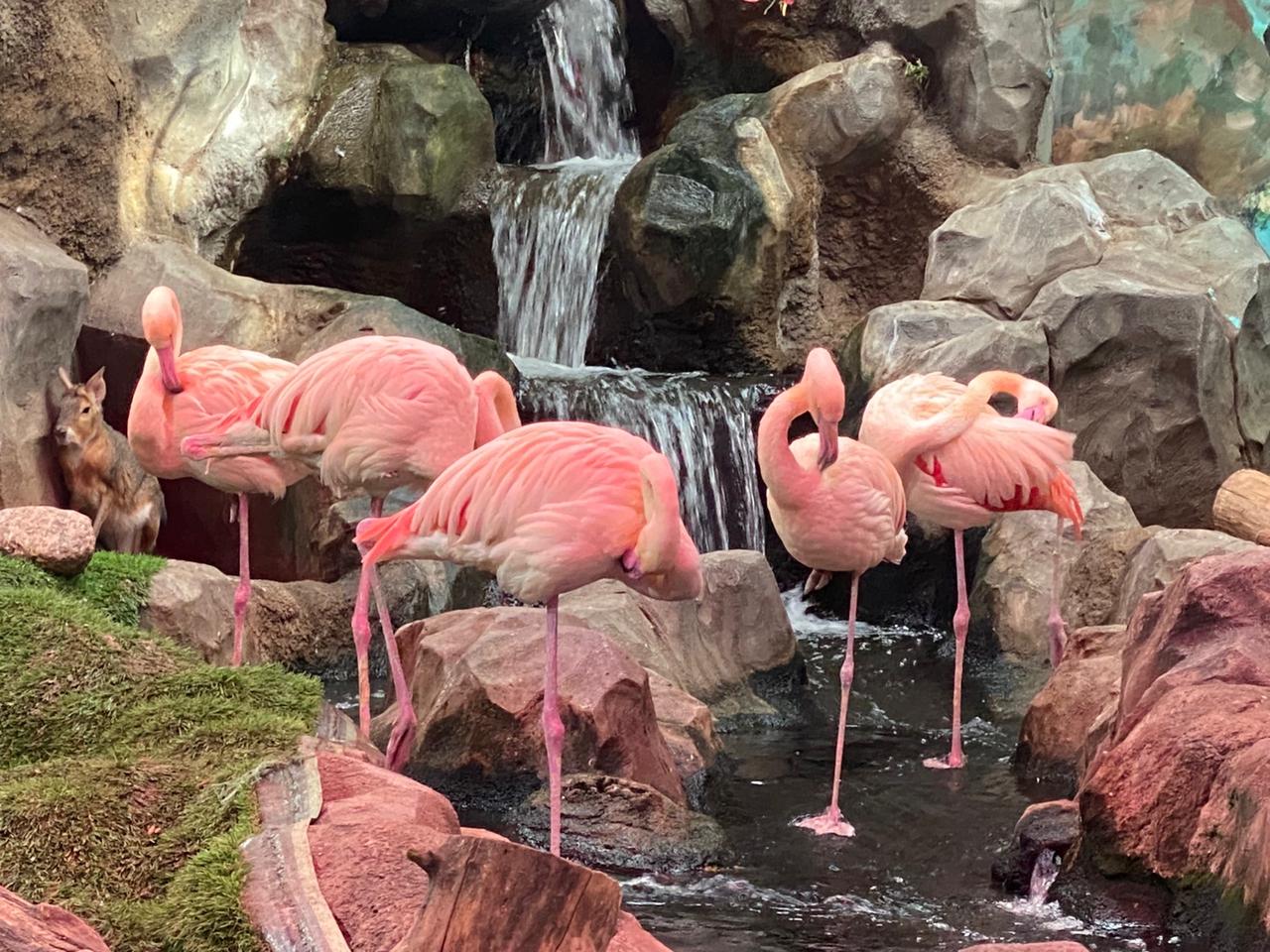 На содержание редких животных требуется разрешение Росприроднадзора