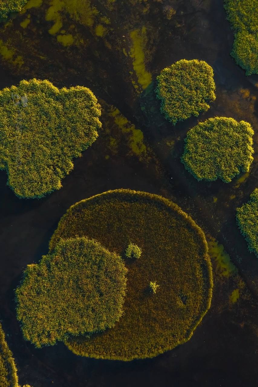 Межрегиональное управление Росприроднадзора по Астраханской и Волгоградской областям напоминает о важности водно-болотных угодий в сохранении экосистемы