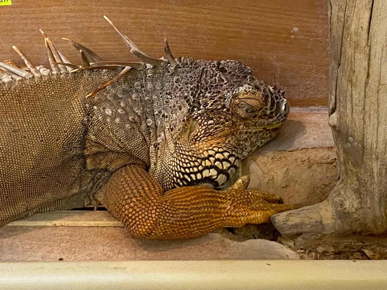 СЗМУ Росприроднадзора объявило предостережение медсанчасти по факту содержания игуаны