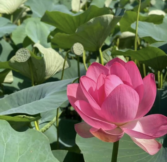 Сотрудники Росприроднадзора провели выездное обследование с целью рассмотрения поступившего обращения