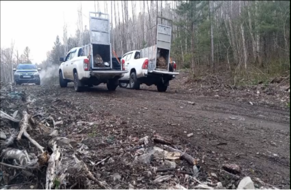 В Приморском крае под контролем Росприроднадзора два амурских тигра выпущены в естественную среду обитания