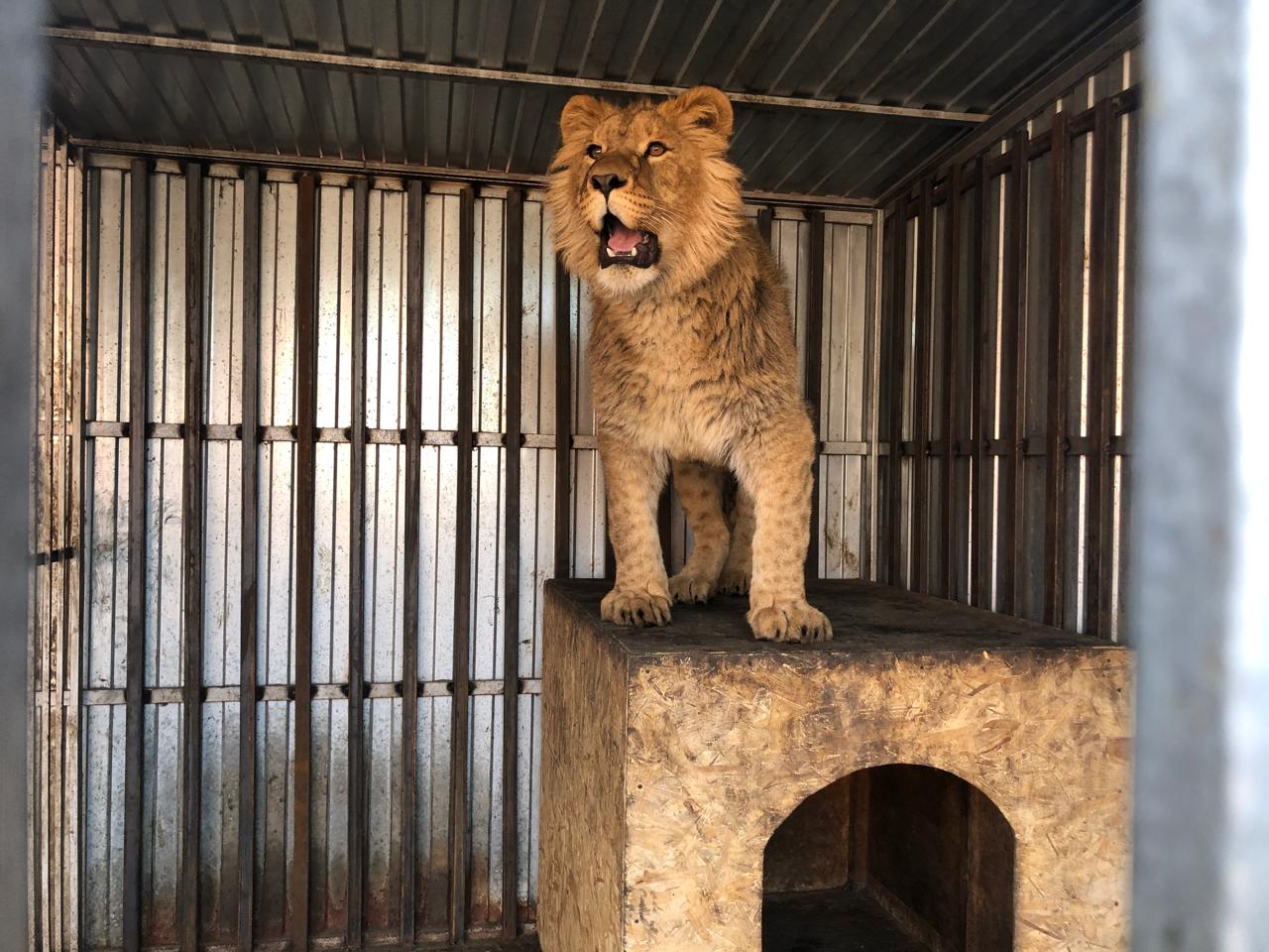Северо-Кавказское управление Росприроднадзора держит на контроле ситуацию с изъятием льва в Ставропольском крае