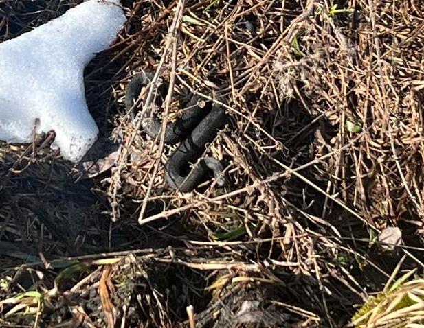 В Ленинградской области замечены первые гадюки