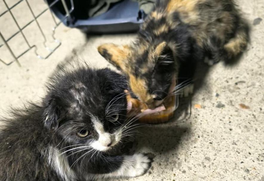 Спасение среди отходов: Инспектор Южного управления Росприроднадзора изменила судьбу бездомных животных