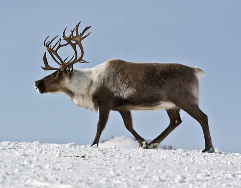Якутская природоохранная прокуратура разъясняет: что необходимо знать при осуществлении охоты на дикого северного оленя, чтобы не пополнить число недобросовестных охотников