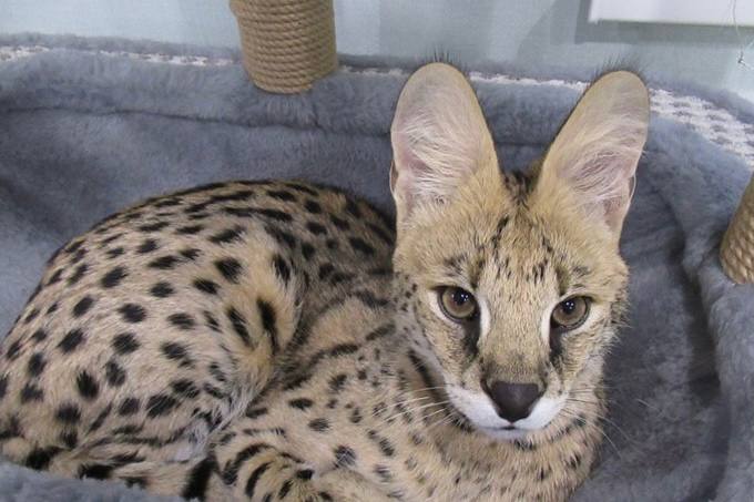 Росприроднадзор проверил содержания саванны в домашних условиях