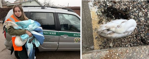 В Севастополе сотрудники Росприроднадзора спасли лебедя-шипуна