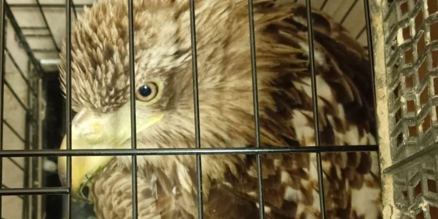 Краснокнижного орлана-белохвоста спасли на Алтае при участии сотрудников Южно-Сибирского межрегионального управления Росприроднадзора 