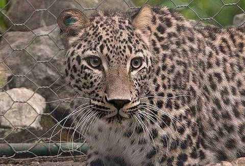 Трех переднеазиатских леопардов выпустят в дикую природу на Кавказе