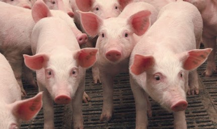 Вадский свинокомплекс привлечен к ответственности за неисполнение предписания об устранении экологических нарушений