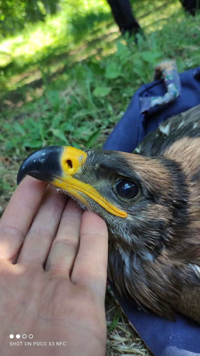 Северо-Кавказское управление Росприроднадзора выявило факт незаконного содержания степных орлов, занесенных в Красную книгу