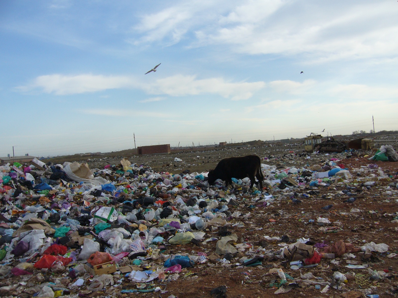 В Республике Дагестан ООО «Клеан Сити» причинило вред почвам на сумму свыше 1 млрд рублей