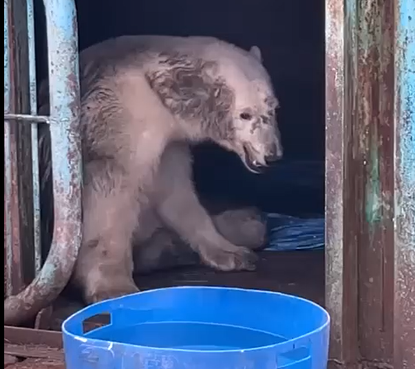 Белую медведицу спасают на Таймыре