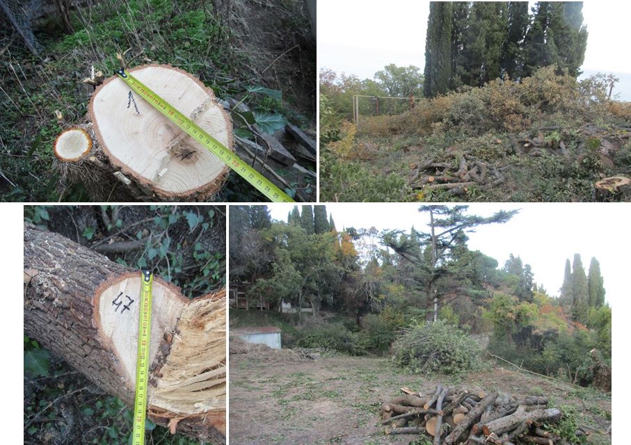 Росприроднадзор добился возмещения вреда, причинённого вследствие повреждения краснокнижных насаждений в Республике Крым