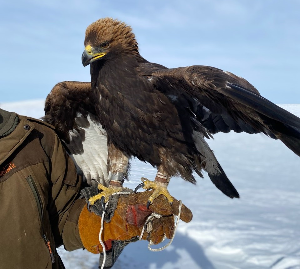 Спасенного беркута выпустили в природу в Алтайском крае