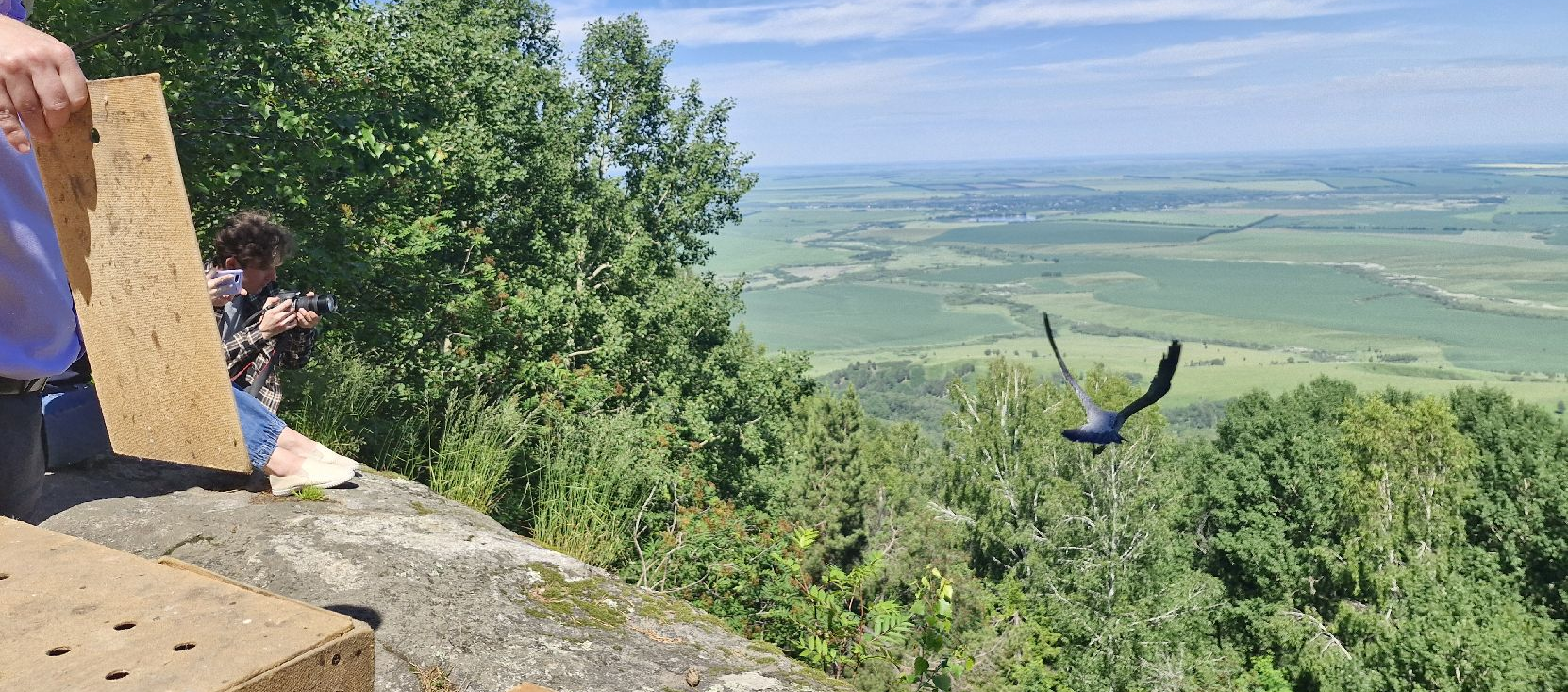 Семь краснокнижных соколов выпустили в природу в Алтайском крае  