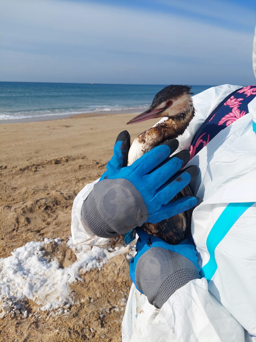 Общественный инспектор Росприроднадзора Игорь Назаров из Воронежской области принял участие в мероприятиях по расчистке пляжей Анапы от нефтепродуктов