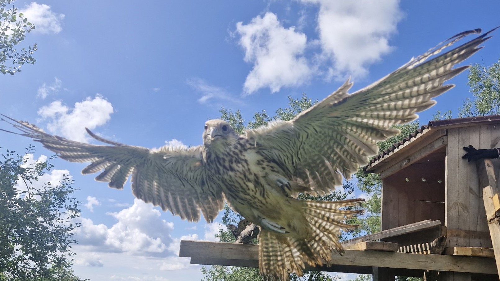 В канун Дня семьи, любви и верности четыре сокола-балобана выпущены в природу на территории Иоанно-Кронштадского женского монастыря в Алтайском крае 