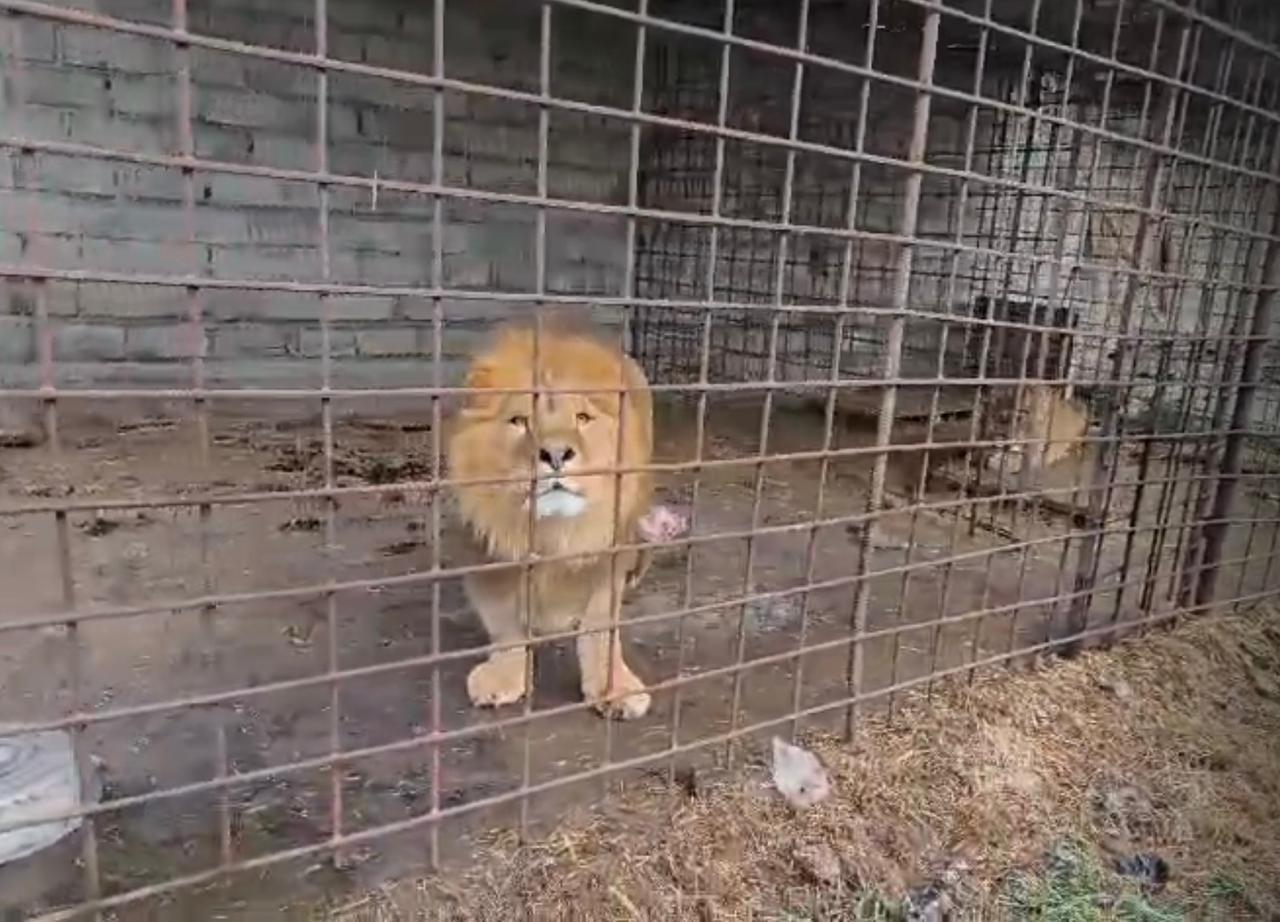 Северо-Кавказское управление Росприроднадзора держит на контроле ситуацию с изъятием львов в Республике Северная Осетия-Алания 