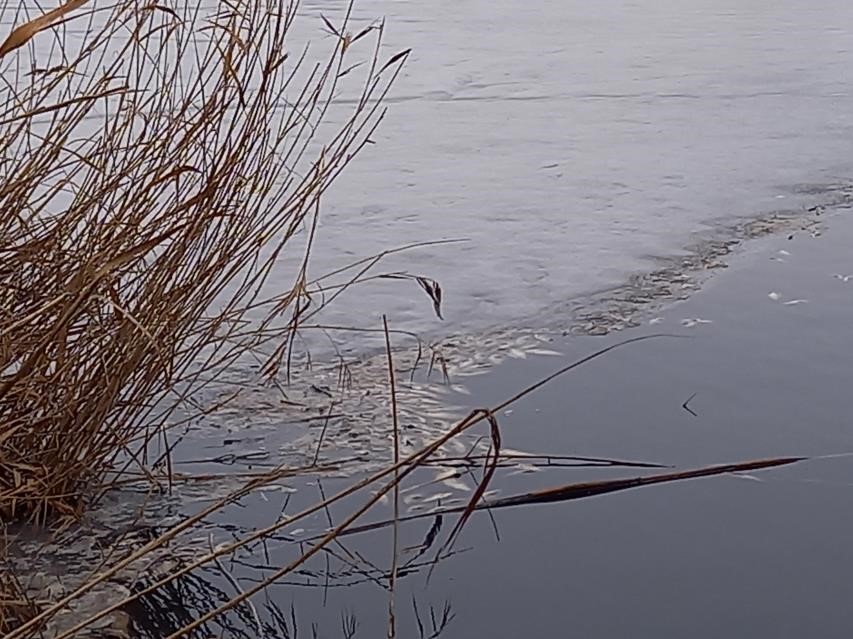 Росприроднадзор проводит расследование на месте замора рыбы в Белгородской области