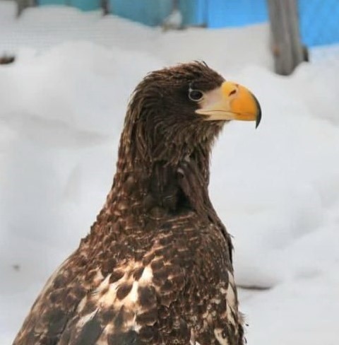 Орл-2-2.jpg Орл-2-2.jpg