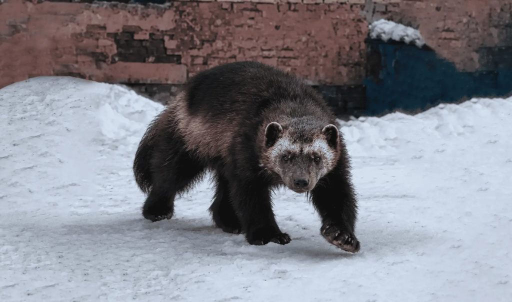 Рос-2.png