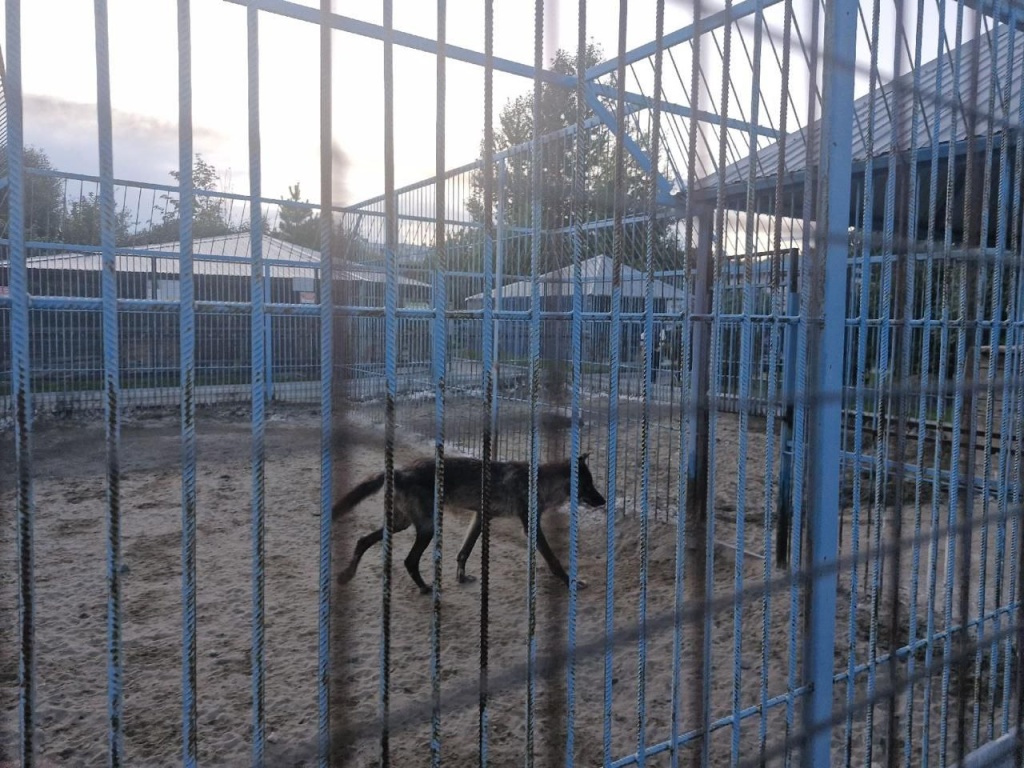 Жив фото волк.jpg