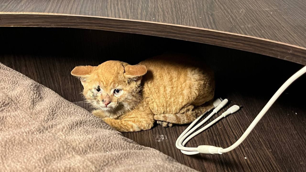Кот .jpg Кот .jpg