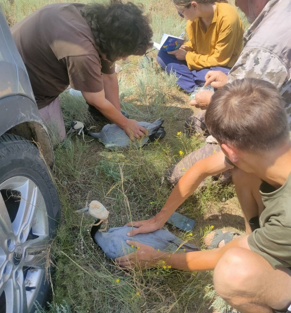 Журавли-2-2.jpg Журавли-2-2.jpg