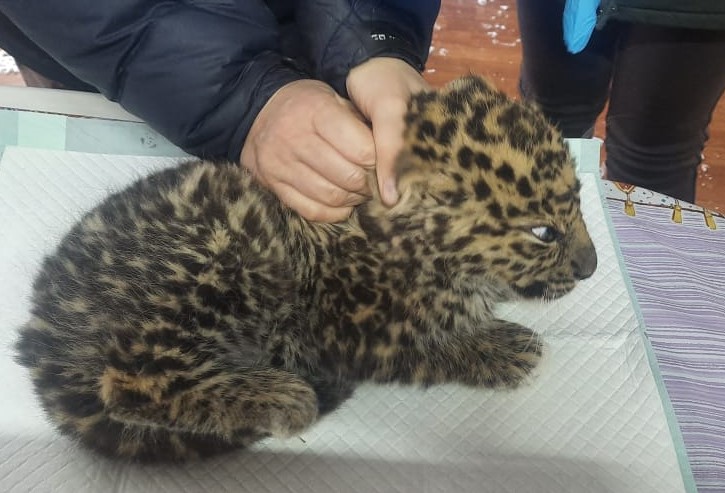 Котята-2.jpg