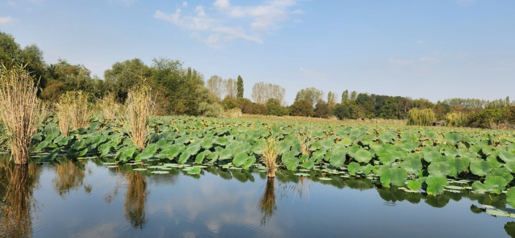 Лотос-2.jpg Лотос-2.jpg