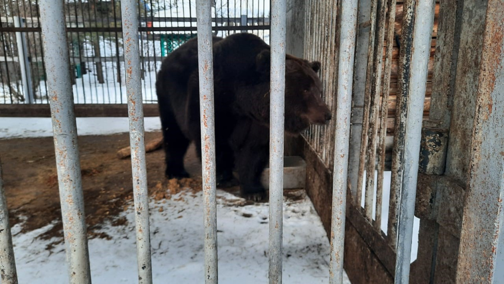 Медведь в клетке.jpg