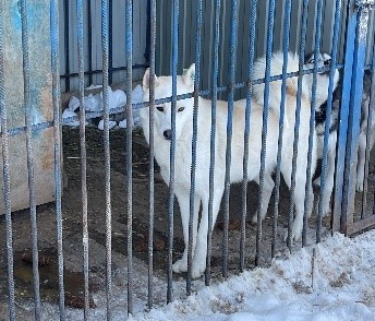Приют-2-2.jpg