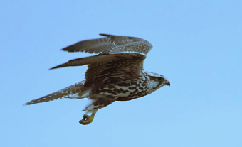 Под контролем инспекторов Уральского управления Росприроднадзора краснокнижных соколов-балобанов выпустили в естественную природную среду