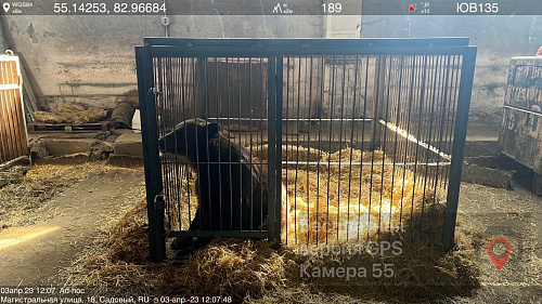 Сотрудники Росприроднадзора пресекли деятельность по ненадлежащему содержанию бурых медведей