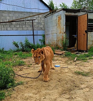 Росприроднадзор изъял льва в Ханты-Мансийском автономном округе