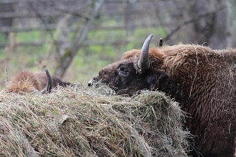 В Мордовском государственном природном заповеднике выпустили на волю десять зубров