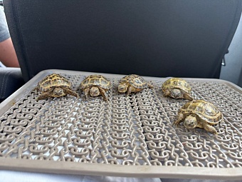 Росприроднадзор передал специалистам 5 детенышей среднеазиатской черепахи, которые были найдены на контейнерной площадке в Твери