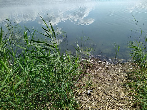 Росприроднадзор проверил информацию о заморе рыбы на Белгородском водохранилище