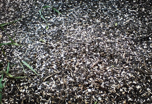 Межрегиональное управление Росприроднадзора подало в суд на ООО «Сан-Сервис» за экологический ущерб на 2,3 млн рублей