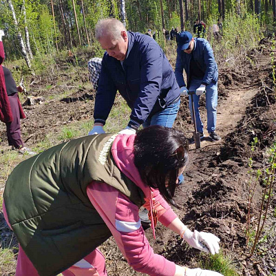 Сотрудники Уральского управления в ходе акции «Сад памяти» посадили 4,6 тыс. саженцев сосны в Челябинске