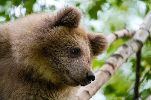 Росприроднадзор продолжает отслеживать судьбу медвежонка, спасенного в Алтайском крае   