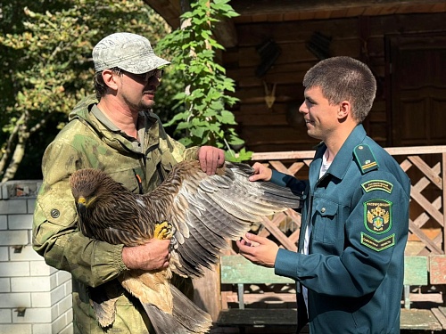 Под контролем сотрудников Центрально-Черноземного управления Росприроднадзора в Тамбовский областной центр охраны хищных птиц и возрождения соколиной охоты «Русский сокол» был передан краснокнижный орел могильник