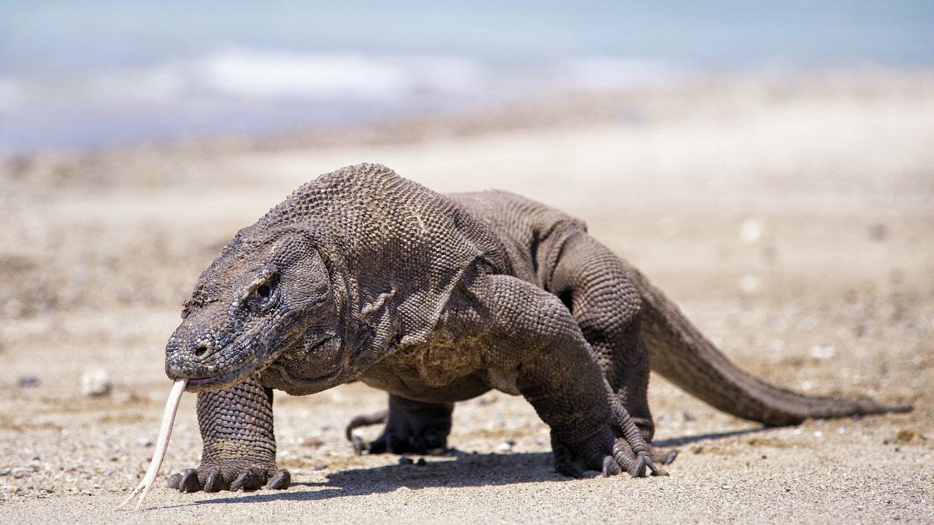 СЗМУ Росприроднадзора просит сознательно подходить к выбору животных в качестве подарка к Новому году