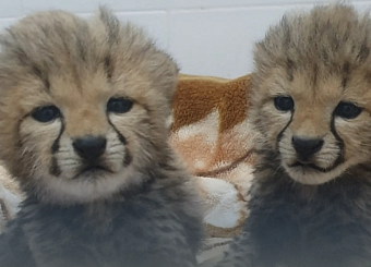 Росприроднадзор совместно с прокуратурой пресекает незаконную онлайн-торговлю дикими животными