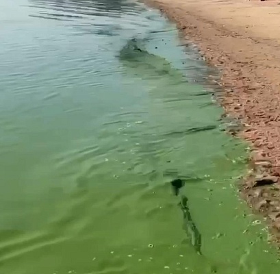 В Финском заливе может измениться цвет воды из-за жары