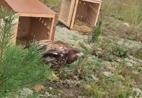 Спасенный в Мордовии при участии сотрудников Росприроднадзора краснокнижный орлан-белохвост выпущен в живую природу