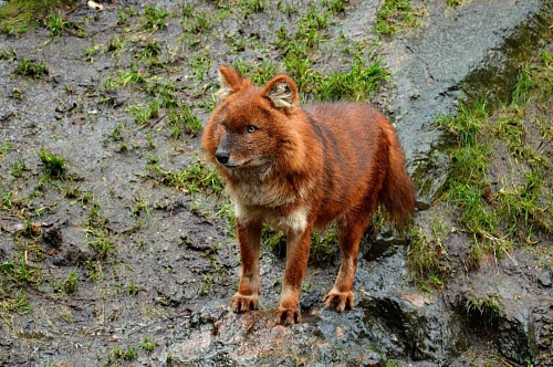 Под контролем Росприроднадзора прошла передача 2-х особей красного волка в зоопарк г. Екатеринбурга